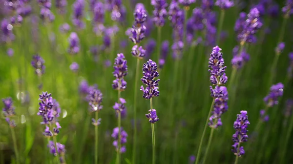 Campo de lavanda fundo . — Fotografia de Stock