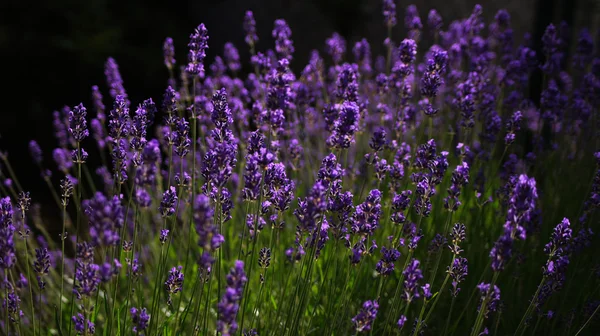 Lavendelfeld Hintergrund. — Stockfoto