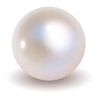 Pearl vector on a white background. clipart
