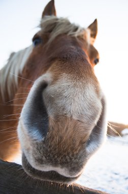 Kahverengi at kameraya bakıyor