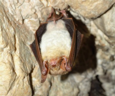 Daha az fare kulaklı yarasa (Myotis myotis)