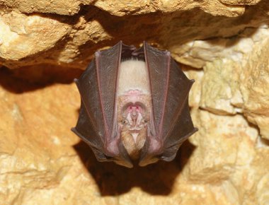 Küçük At nalı Yarasası (Rhinolophus hipposideros)