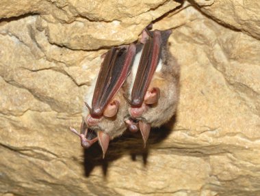 Daha az fare kulaklı yarasa (Myotis myotis)
