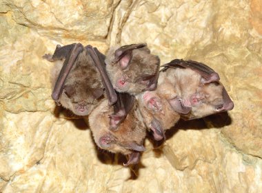 Küçük At nalı Yarasası (Rhinolophus hipposideros)