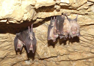 Küçük At nalı Yarasası (Rhinolophus hipposideros)