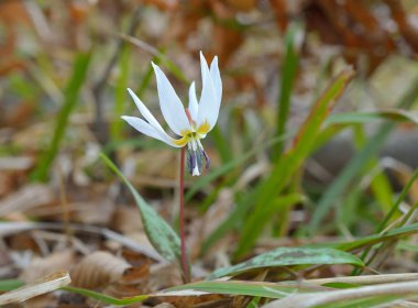 Beyaz köpek-diş (Erythronium dens-büyük köpek)
