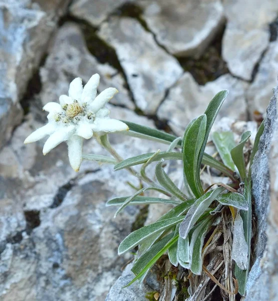 Stella alpina (Leontopodium alpinum ) — Foto Stock