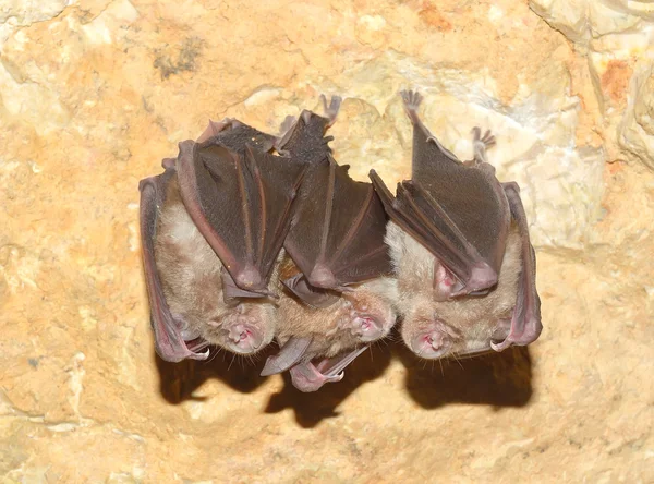 Petite chauve-souris en fer à cheval (Rhinolophus hipposideros) — Photo