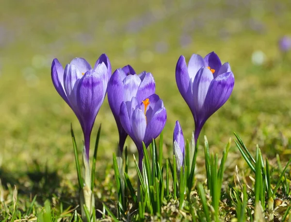 紫色のクロッカスの花 — ストック写真