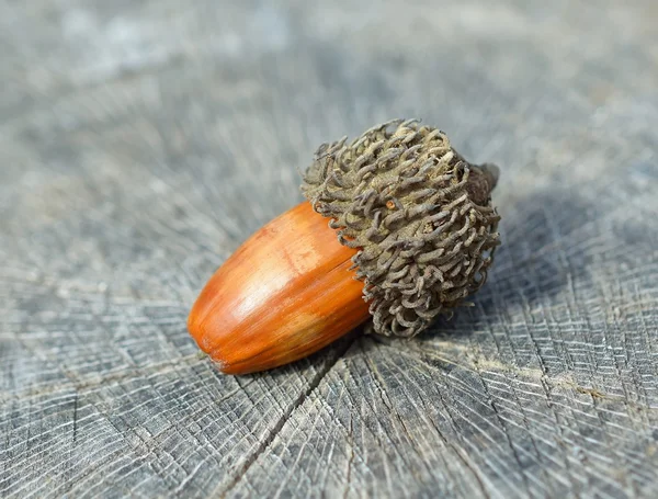 Bellota marrón sobre fondo de madera —  Fotos de Stock