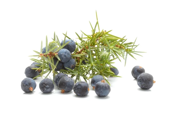 Frutos de zimbro-comum (Juniperus communis) — Fotografia de Stock