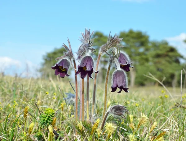 Pulsatilla Pratensis-Pasque 꽃 — 스톡 사진