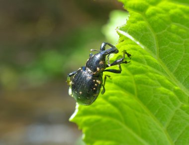 Hylobius abietis veya büyük çam weevi