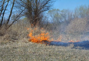 Kuru otlar içinde ateş