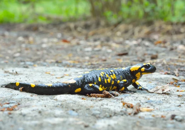 Gemeiner Salamander im natürlichen Lebensraum — Stockfoto