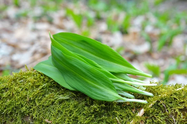 Ramsons 잎, 야생 마늘 잎 — 스톡 사진