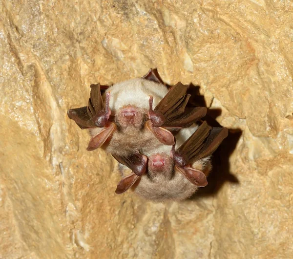 Mindre mus långörad fladdermus (Myotis myotis) — Stockfoto