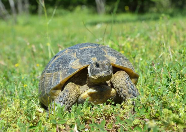 Mahmuz butlu kaplumbağa veya Yunan kaplumbağa (Testudo graeca) — Stok fotoğraf
