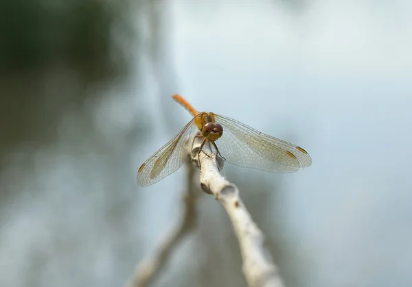 Dragonfly в природі — стокове фото