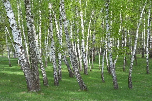 Ortak huş ağacı, Betula pendula orman