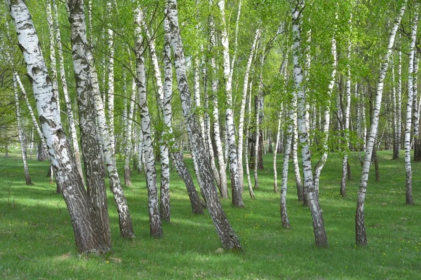 Common birch, Betula pendula forest — Stock Photo, Image