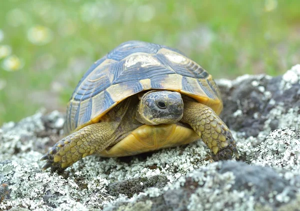 Mahmuz butlu kaplumbağa (Testudo graeca) — Stok fotoğraf