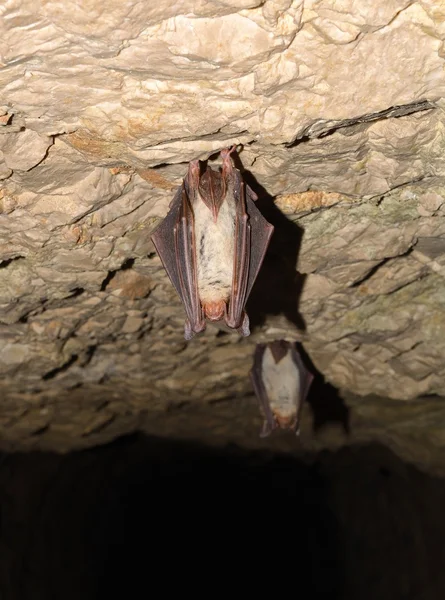 Morcego-de-orelhas-de-rato (Myotis myotis ) — Fotografia de Stock