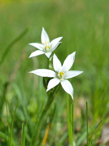 Ornithogalum fiore in natura — Foto Stock