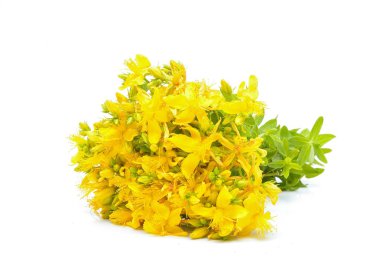 Hypericum çiçekler, Hypericum perforatum veya St John's wort