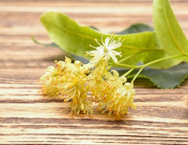 Linden (olarak da bilinen kireç ve basswood) 