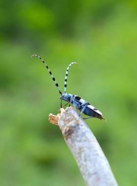 Rosalia longicorn (Rosalia alpina)