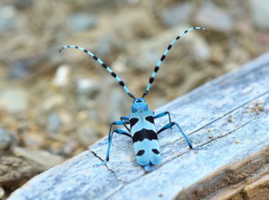 Rosalia longicorn (Rosalia alpina)