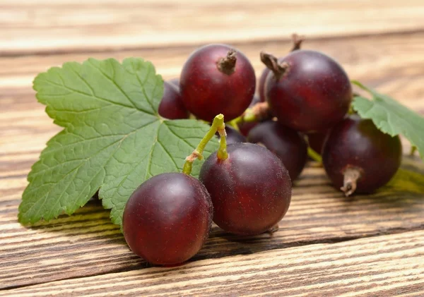 Grosella negra fresca — Foto de Stock