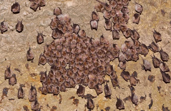 Grupos de morcegos adormecidos em caverna — Fotografia de Stock