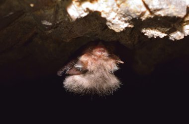 Pipistrellus (Pipistrellus pipistrellus)