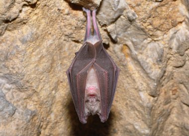 Büyük nalburunlu yarasa (Rhinolophus ferrumequinum)