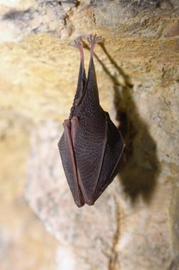 Küçük At nalı Yarasası (Rhinolophus hipposideros)