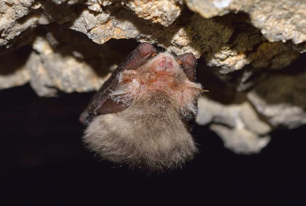 Pipistrello (Pipistrellus pipistrellus) ) — Fotografia de Stock