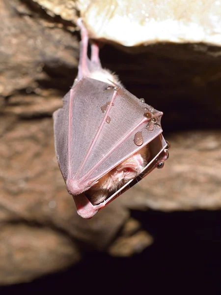 Büyük nalburunlu yarasa (Rhinolophus ferrumequinum) — Stok fotoğraf