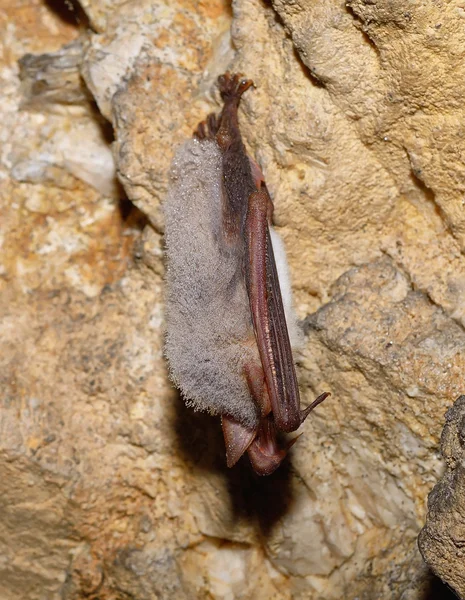 Mayor murciélago de orejas de ratón (Myotis myotis) — Foto de Stock