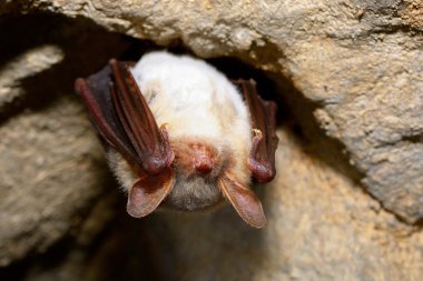 Daha büyük fare kulaklı yarasa (Myotis miyotis)