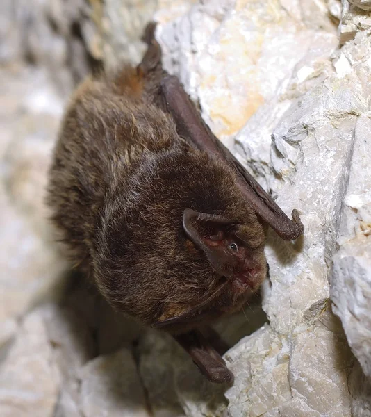 Netopýr černý (Barbastella barbastellus) — Stock fotografie