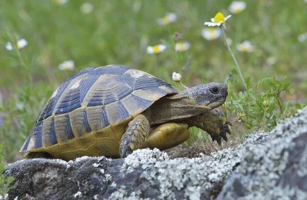 Mahmuz butlu kaplumbağa (Testudo graeca) — Stok fotoğraf