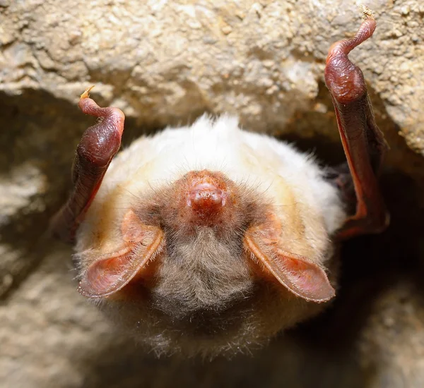 Egérfülű denevér (Myotis myotis)) — Stock Fotó