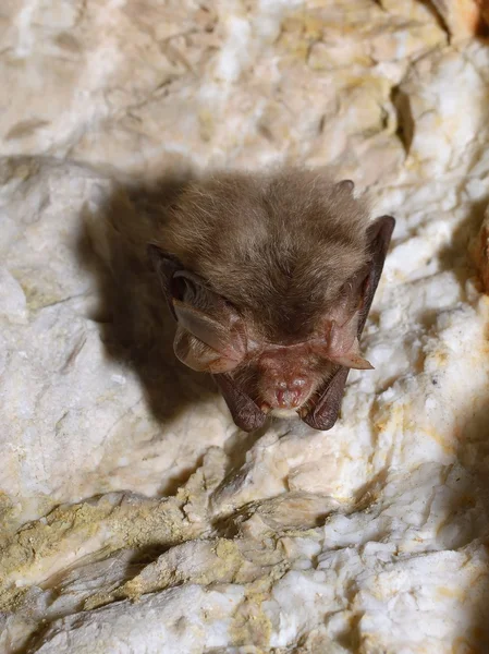 Східна кажанівка ( Pipistrellus subflavus ) — стокове фото