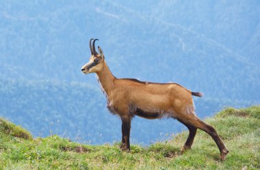 Chamois (Rupicapra rupicapra)