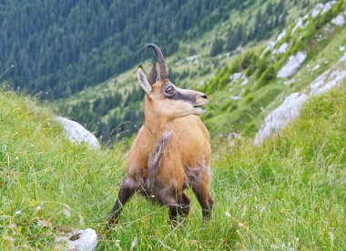 Chamois (Rupicapra rupicapra)
