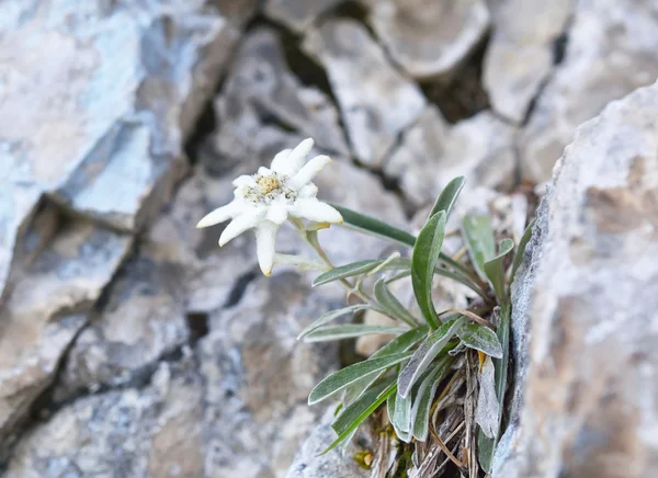 에 델 바이스 (Leontopodium alpinum) — 스톡 사진