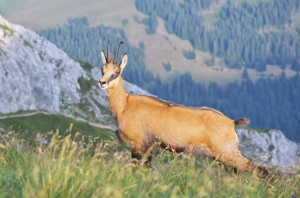 Camoscio (Rupicapra rupicapra ) — Foto Stock