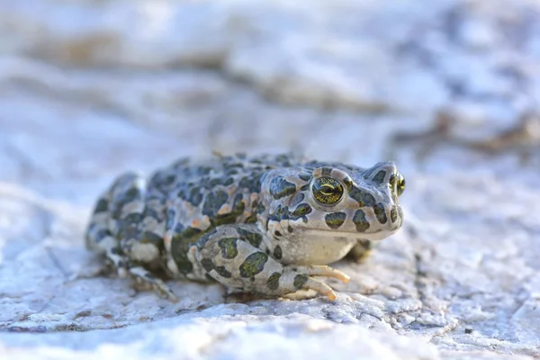 Ευρωπαϊκό πράσινο Toad (Bufo viridis) — Φωτογραφία Αρχείου
